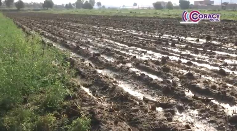 Temporal afectó hortalizas en Natívitas 