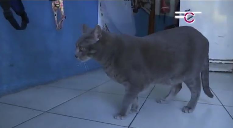 Exhorta CBA a denunciar el maltrato animal ante autoridades municipales