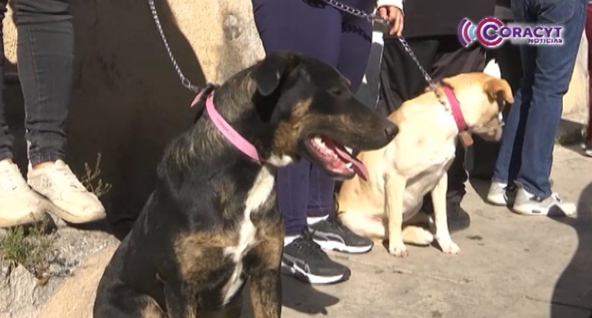 Llegó campaña de esterilización de perros y gatos a Chiautempan