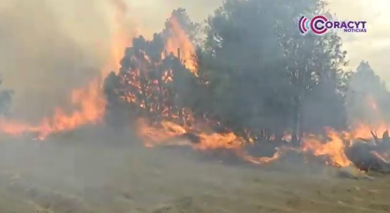 Avanza plan de recuperación forestal en Atltzayanca tras incendios de 2025