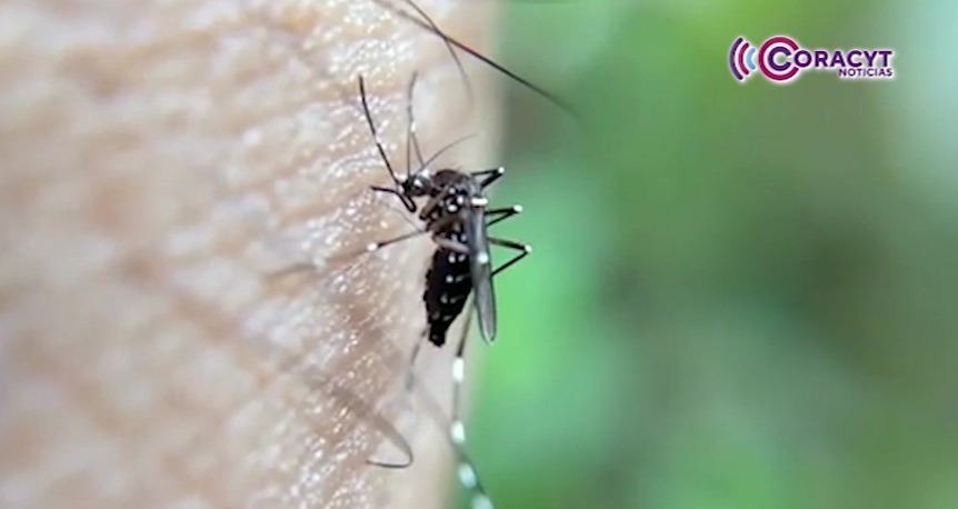Tlaxcala no registró casos de enfermedades transmitidas por vectores en 2025