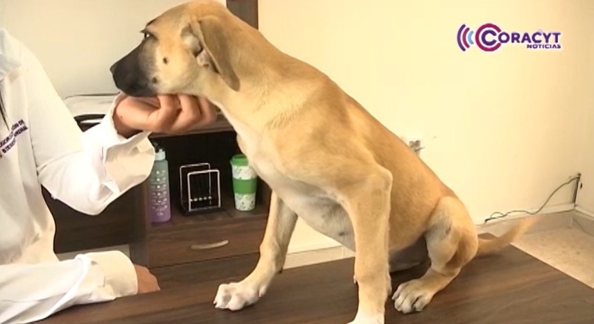 Resolvió CEAM casos de presunta negligencia veterinaria