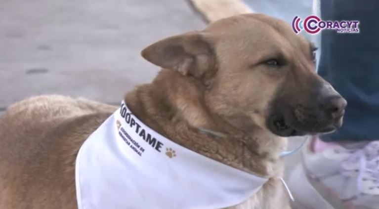 “Cometa” encuentra un nuevo hogar durante la jornada “Adógtame”