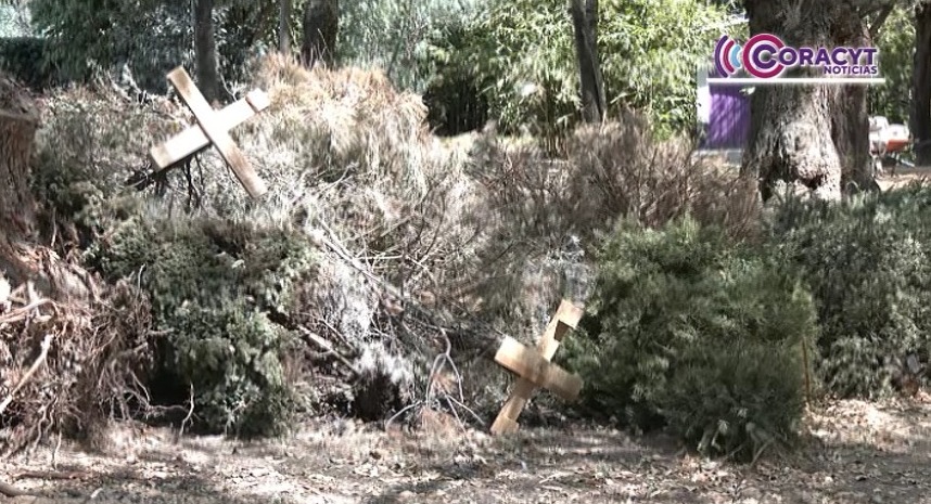 Incrementó reciclaje de árboles navideños con apoyo de la ciudadanía