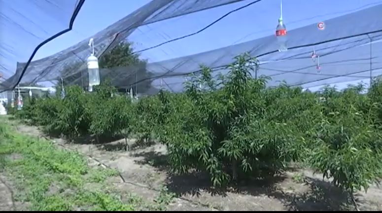 Heladas dañaron cultivos en Terrenate y Emiliano Zapata