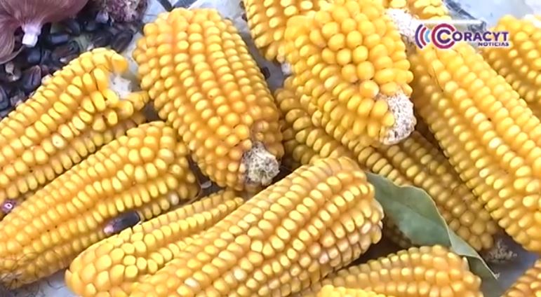 Maíces nativos, legado milenario que fortalece la soberanía alimentaria