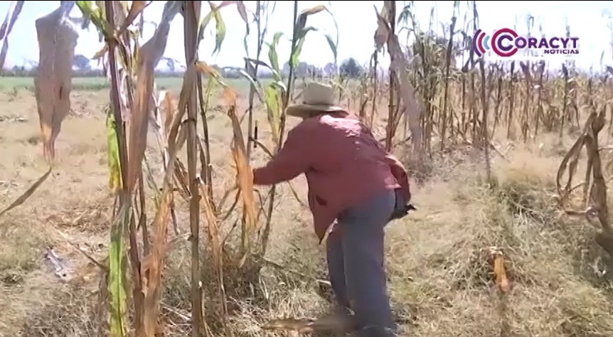 Inició el ciclo agrícola en Ixtenco