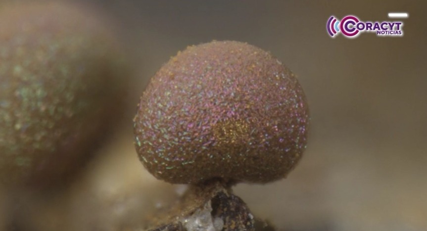 Registran investigaciones más de 200 especies de amebas gigantes en Tlaxcala