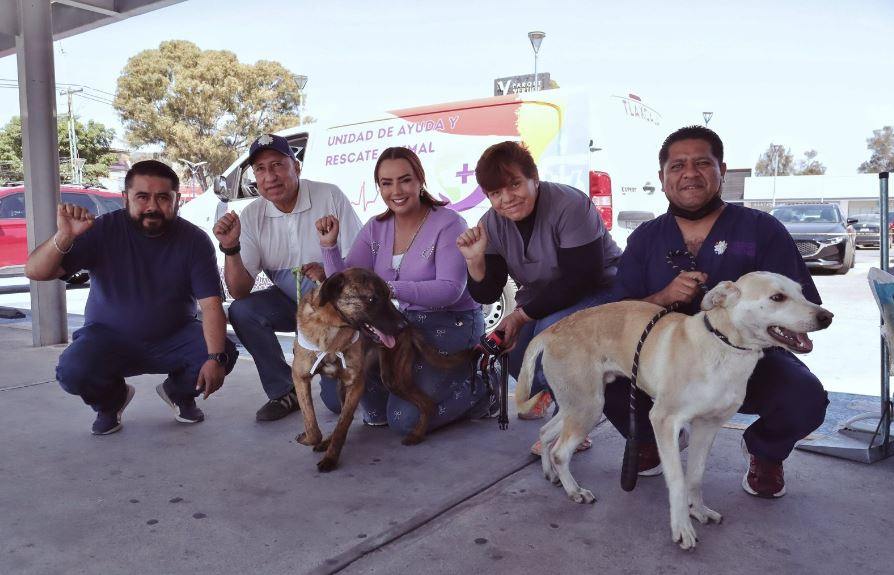 Mediante jornadas “Adogtame”, 91 perritos rescatados encuentran hogar
