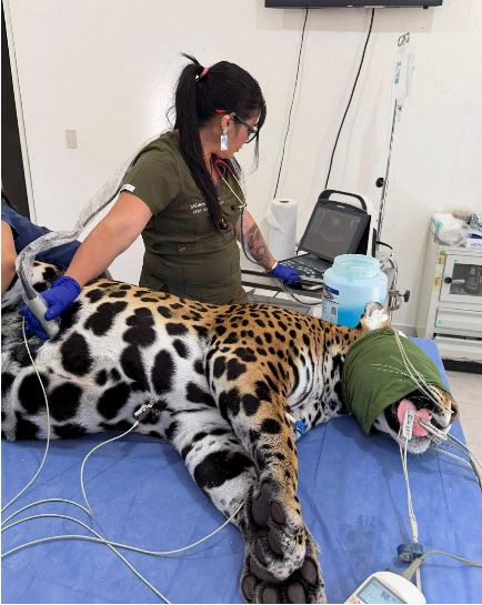 Especialistas realizan evaluaciones clínicas a felinos en el Zoológico del Altiplano