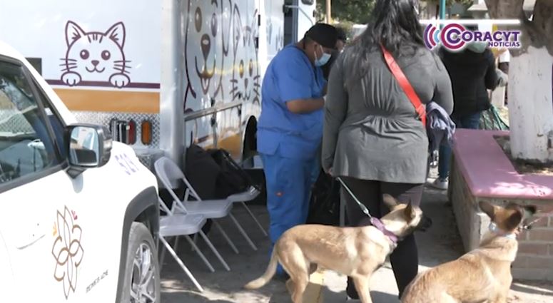 Con jornadas de esterilización, Sector Salud reduce la sobrepoblación de perros