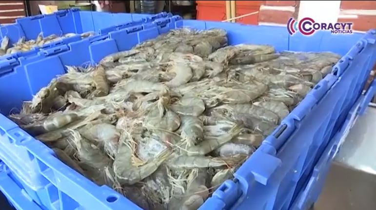 Verifica Coeprist restaurante y establecimiento de venta de mariscos por Cuaresma