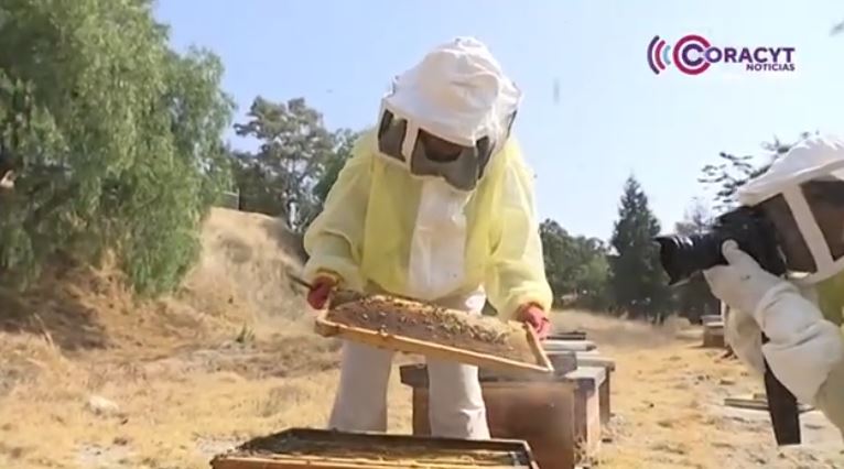 Resaltan el papel de las abejas en la seguridad alimentaria