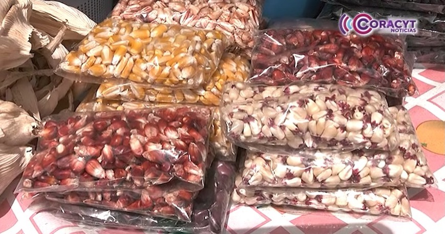 Repuntan hasta en 60% las ventas de semilla de maíz en Ixtenco
