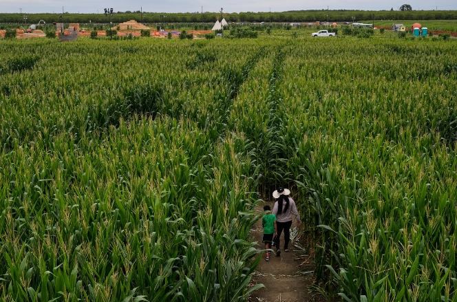 México importa cifra récord de maíz desde EU