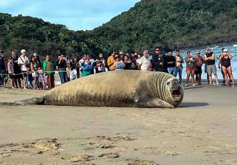 Elefante marino se asolea en playa de Nayarit