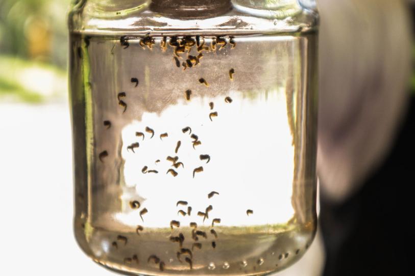 México inicia marzo con 973 casos de Dengue 