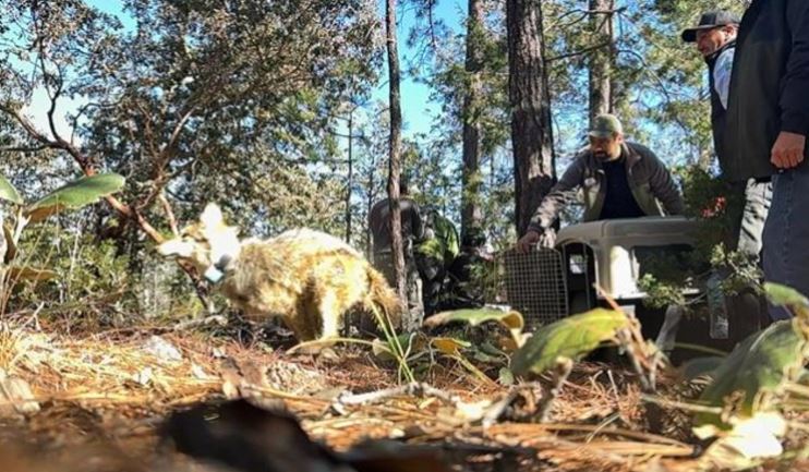 Lobo mexicano es reintroducido en Durango tras 50 años de ausencia en la Sierra Madre Occidental