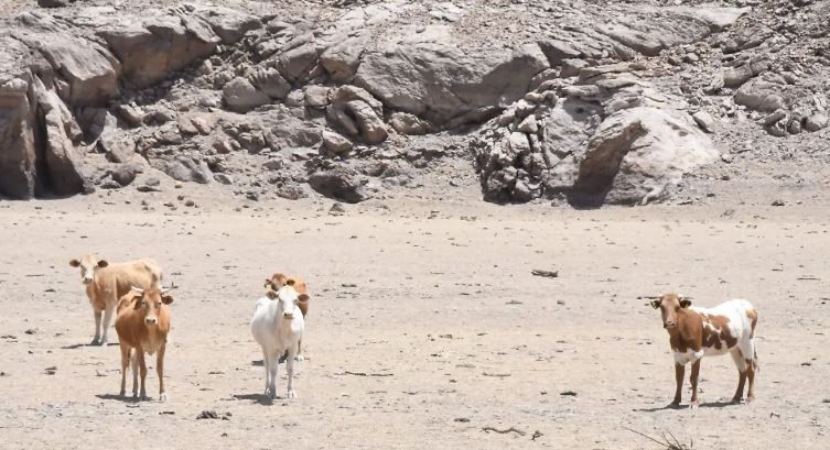 Sequía golpea a siete municipios de Chihuahua