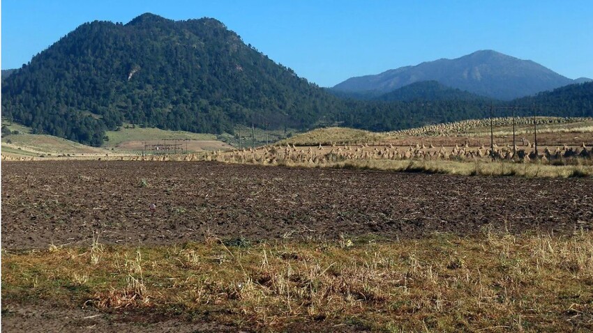 México lanza Certificado de Libre de Deforestación para proteger ecosistemas forestales
