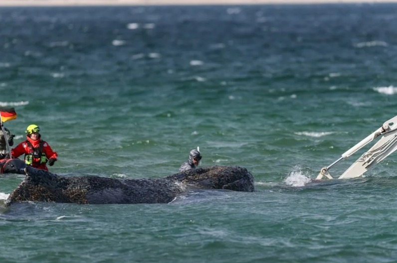 La ballena varada en la costa alemana del Báltico desde hace tres semanas vuelve a nadar tras liberarse