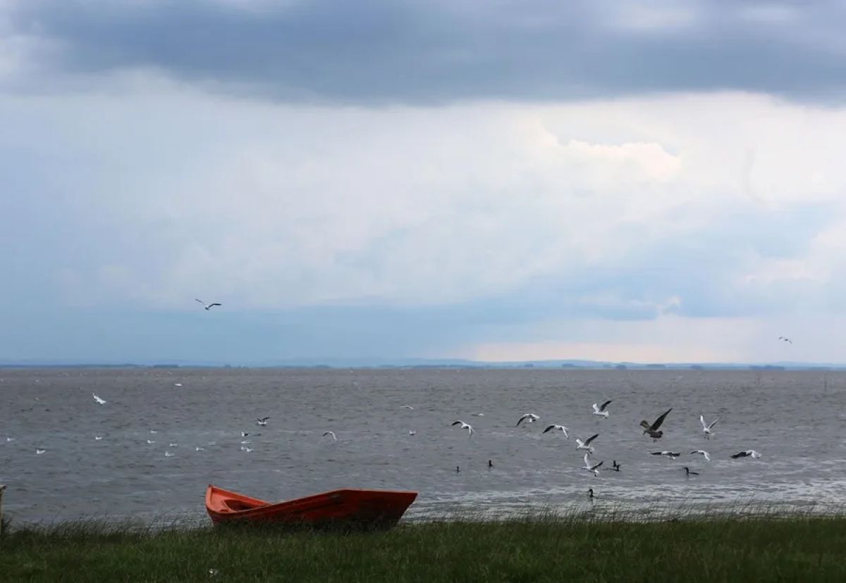 Uruguay declara emergencia sanitaria por gripe aviar