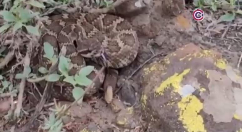 Tlaxcala registró 83 casos de mordeduras de serpiente en 2025 