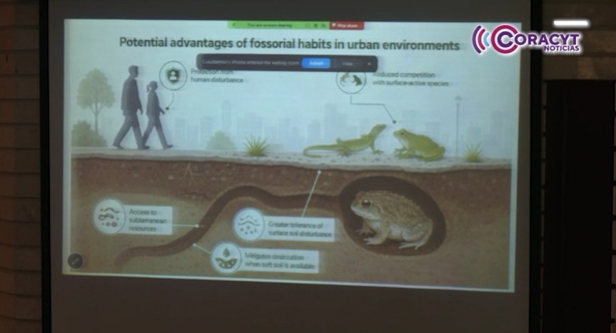 Tlaxcala cuenta con 70 especies de escarabajos, dos están en riesgo de desaparecer